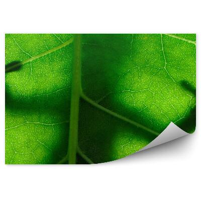 Fototapeta Jašterica na liste