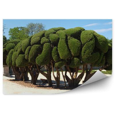 Fototapeta na stenu Borovicový les tráva aleje Madridské nebo