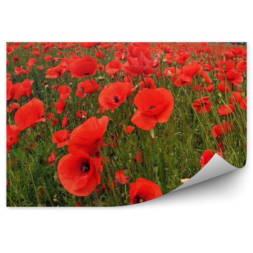 Fototapeta na stenu Makové Pole Obloha Oblak Stromy