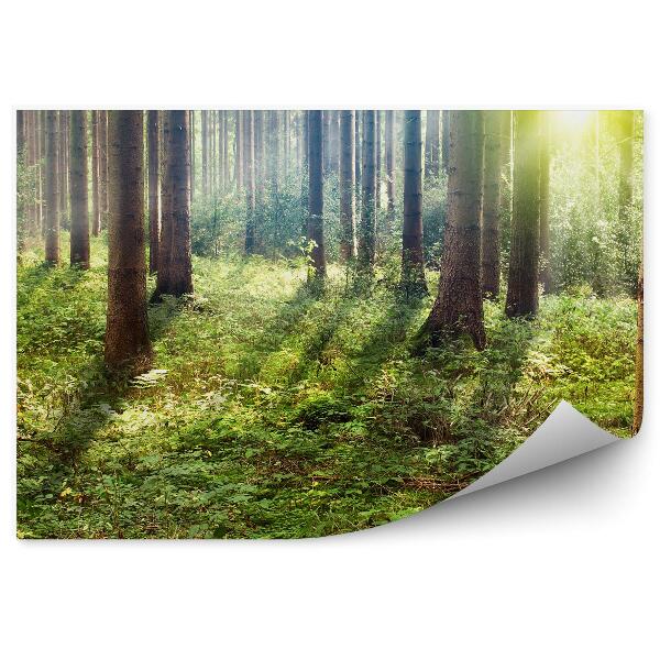 Fototapeta na stenu V hĺbke lesa slnko Vianočné stromčeky trávy