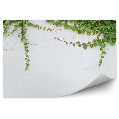 Fototapeta na stenu Brečtan Na Bielej Stene