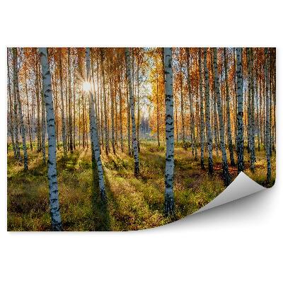 Fototapeta Jesenný les brezy krajina príroda