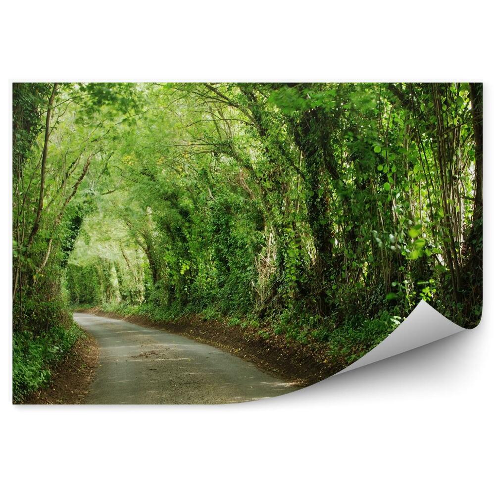 Fototapeta na stenu Zelený tunel stromová cesta