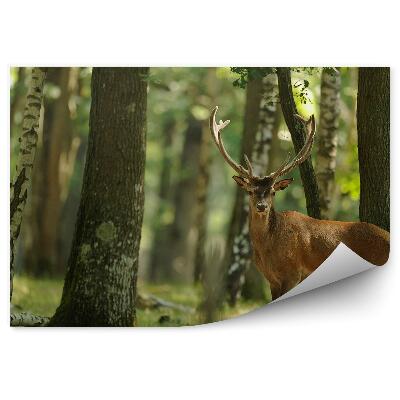 Fototapeta Jelene brezy príroda zviera