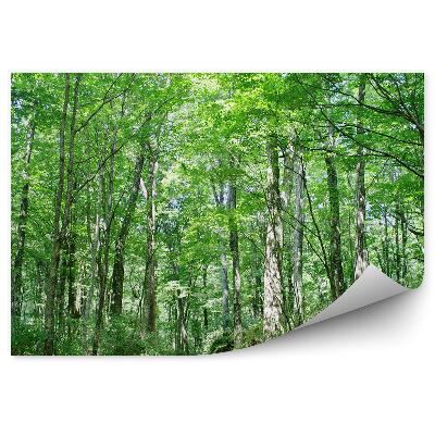 Fototapeta na stenu Aleja medzi starými brezami listnatý les