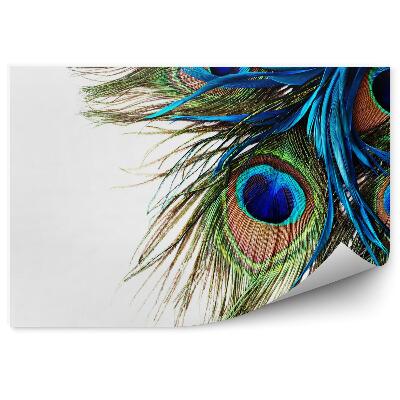 Fototapeta Pávie pero