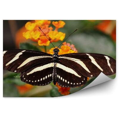 Fototapeta Čierny motýľ biele pruhy oranžové kvety