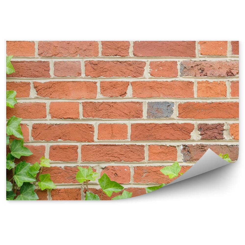 Fototapeta Tehlový Múr Z Brečtanu