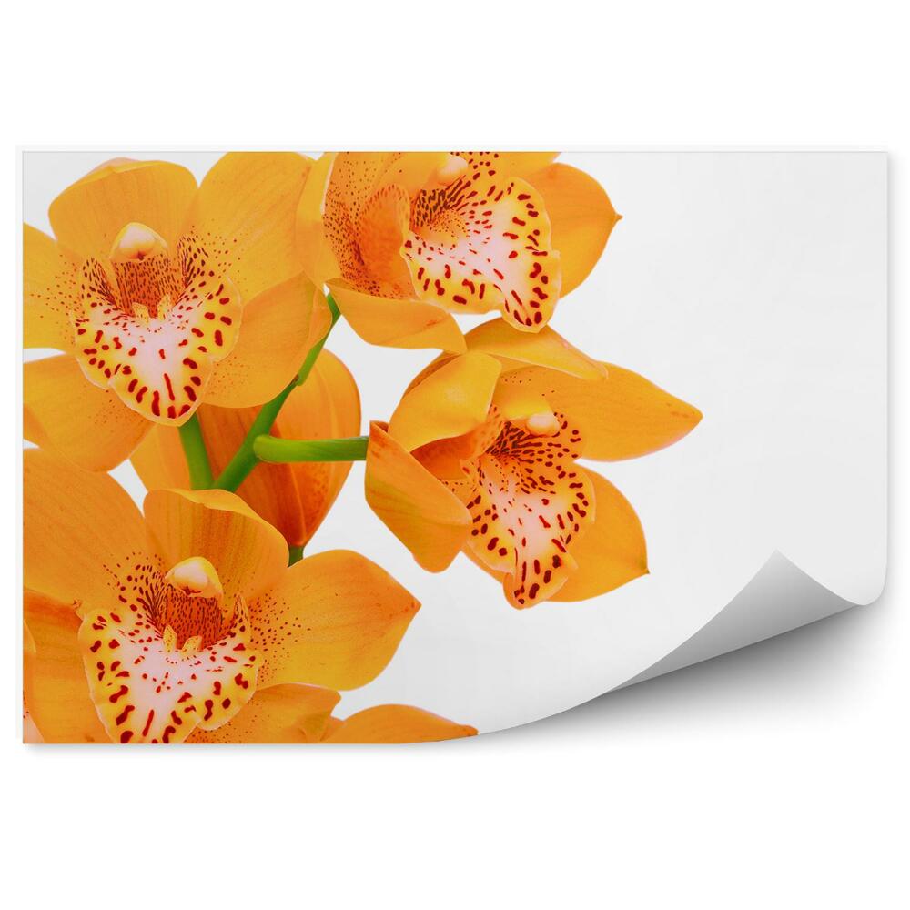 Fototapeta na stenu Oranžová Orchidea