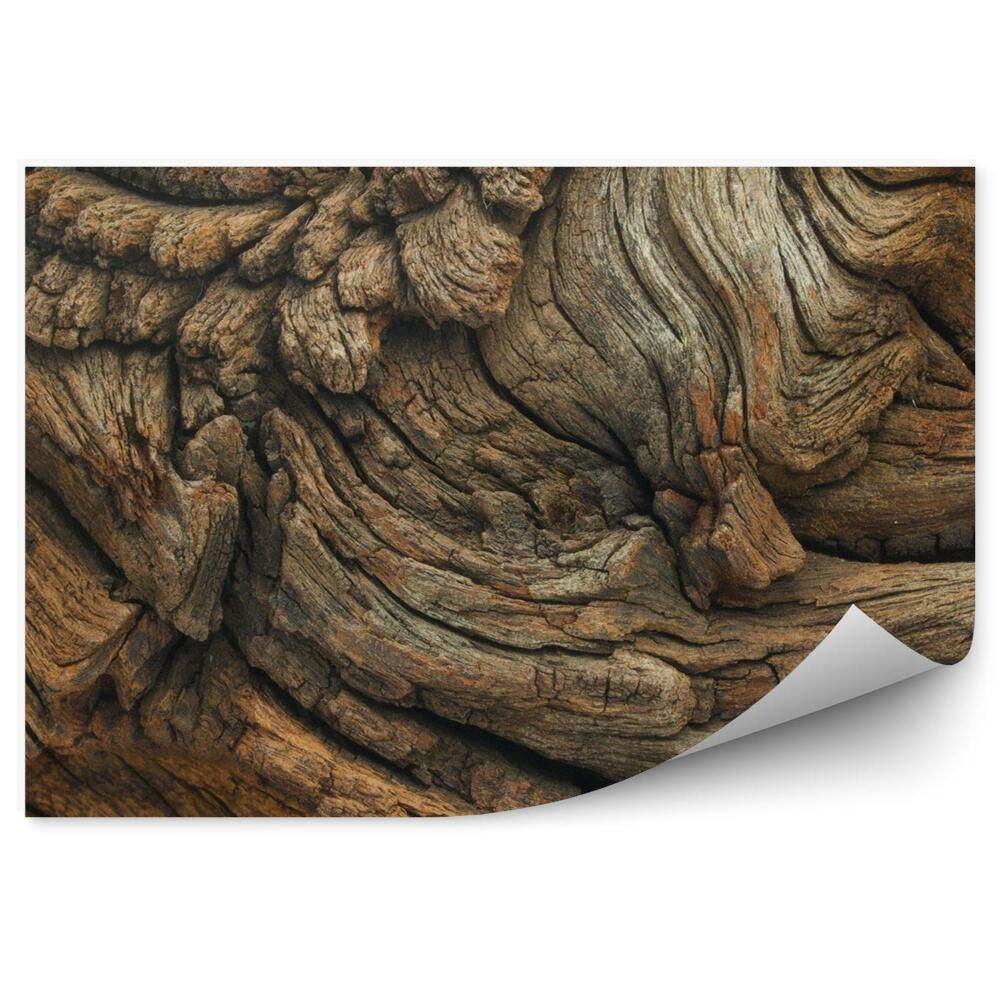 Fototapeta Dubové drevo