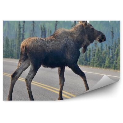 Fototapeta na stenu Mladý los na ceste