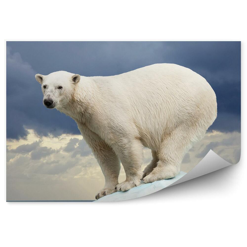 Fototapeta Ľadový medveď na tmavej oblohe