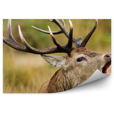 Fototapeta Portrét revúceho jeleňa