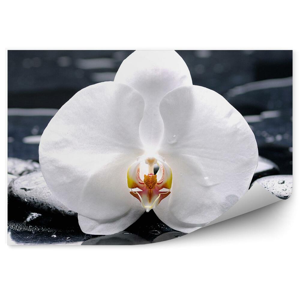 Fototapeta na stenu Biela Orchidea Vodné Kamene Rastlina