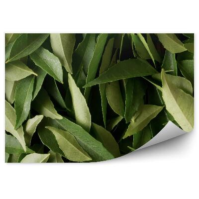 Fototapeta na stenu Kari listy indické zelené rastliny