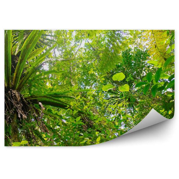 Fototapeta na stenu Madagaskar džungľa listy