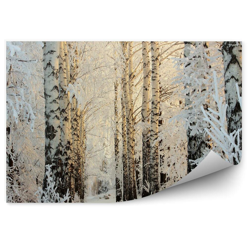 Fototapeta Zimný brezový les