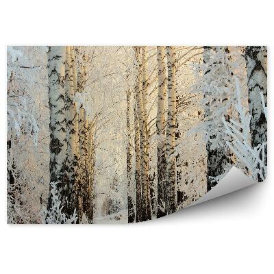 Fototapeta Zimný brezový les