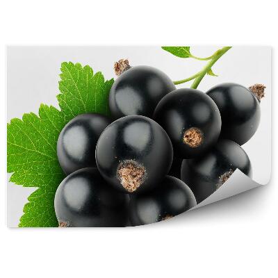 Fototapeta Čierne ríbezle vetva ovocia list biele pozadie