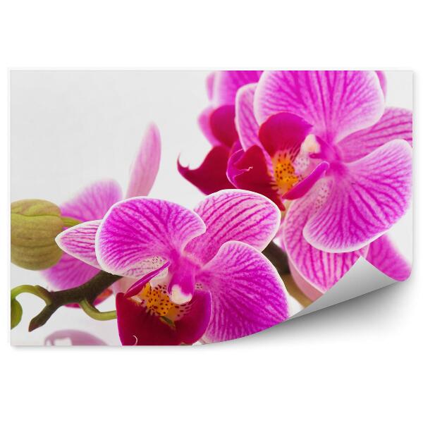 Fototapeta Ružové Kvety Orchidey