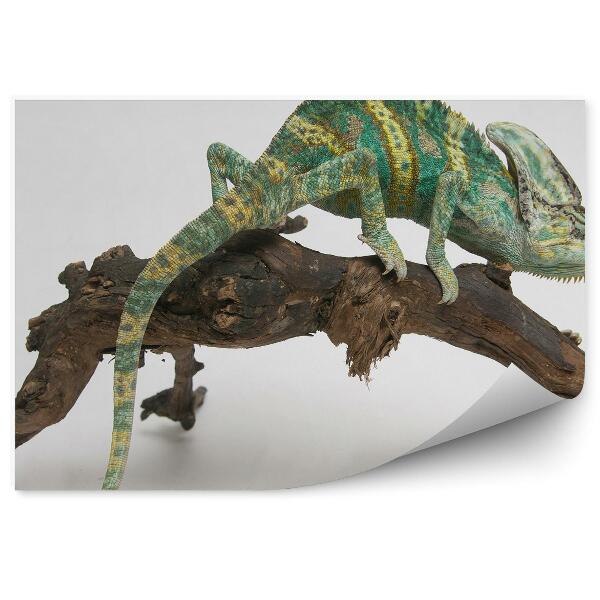 Fototapeta na stenu Farebný chameleón na palici