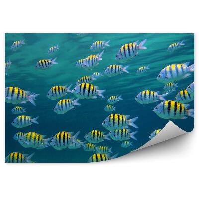 Fototapeta Hladina rýb podmorský svet Karibské more