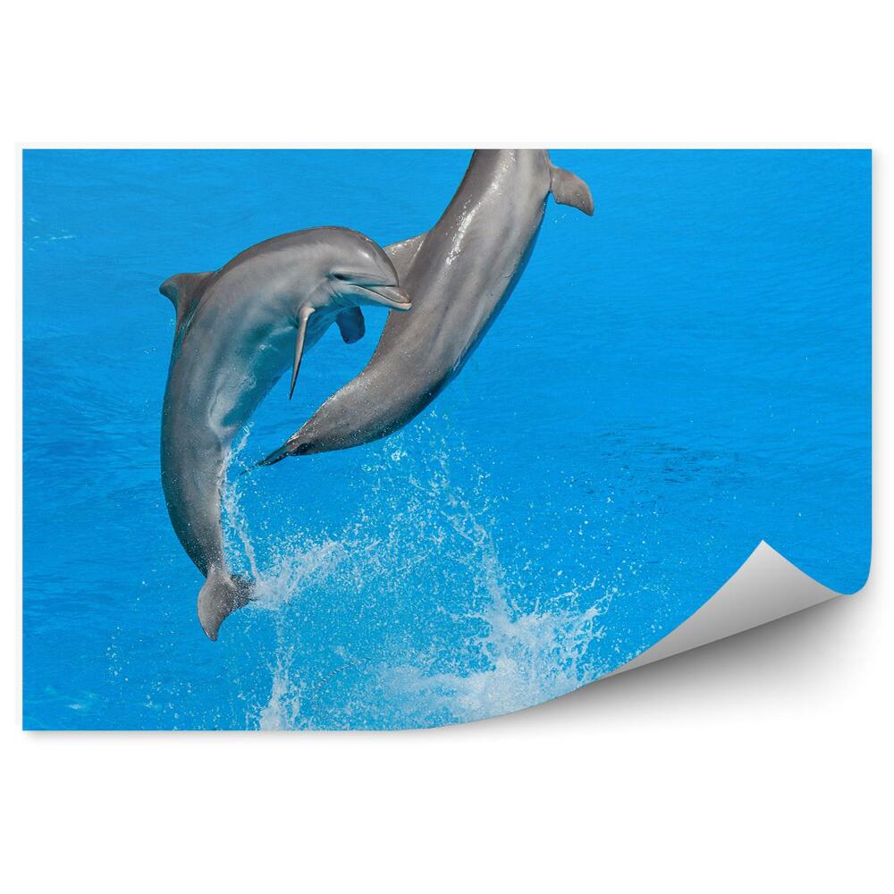 Fototapeta Delfíny v delfináriu