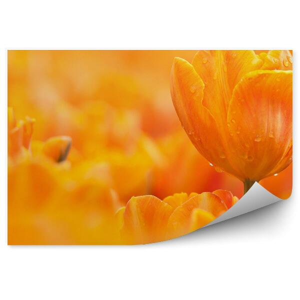 Fototapeta na stenu Oranžový Tulipán