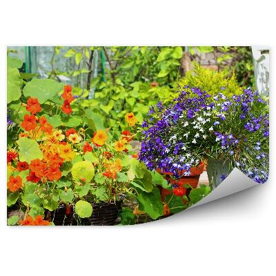 Fototapeta Farebné kvety v letnej záhrade