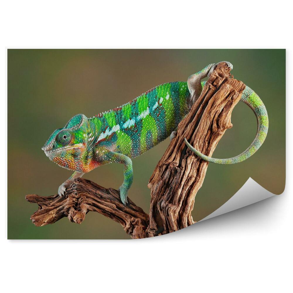 Fototapeta Chameleón