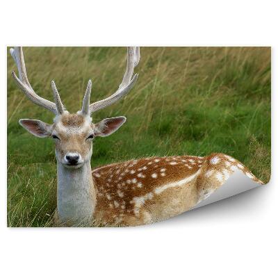 Fototapeta na stenu Soby odpočívajúce medzi trávami