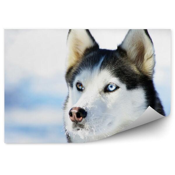 Fototapeta na stenu Husky pes modré hnedé oči zimný sneh