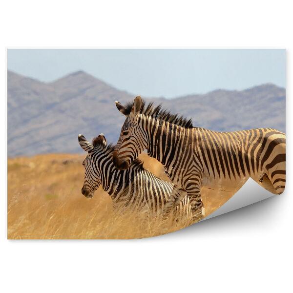 Fototapeta na stenu Nádherná zebra v savane Namíbia