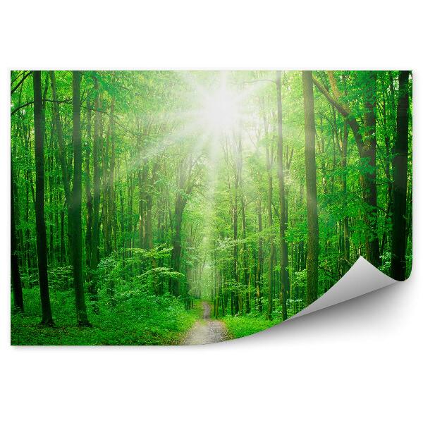 Fototapeta Intenzívne zelené lesné listy svetlo