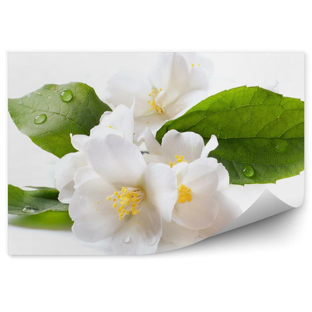 Fototapeta Biele Kvety Jazmínu Rosa Biele Pozadie