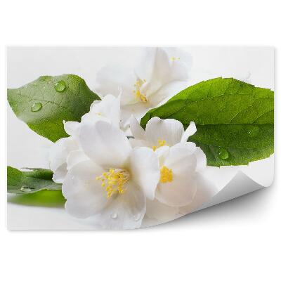 Fototapeta Biele Kvety Jazmínu Rosa Biele Pozadie