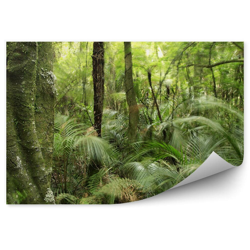 Fototapeta Tropický prales listy stromov