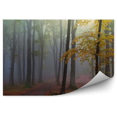 Fototapeta Lesná hmla cesta jeseň