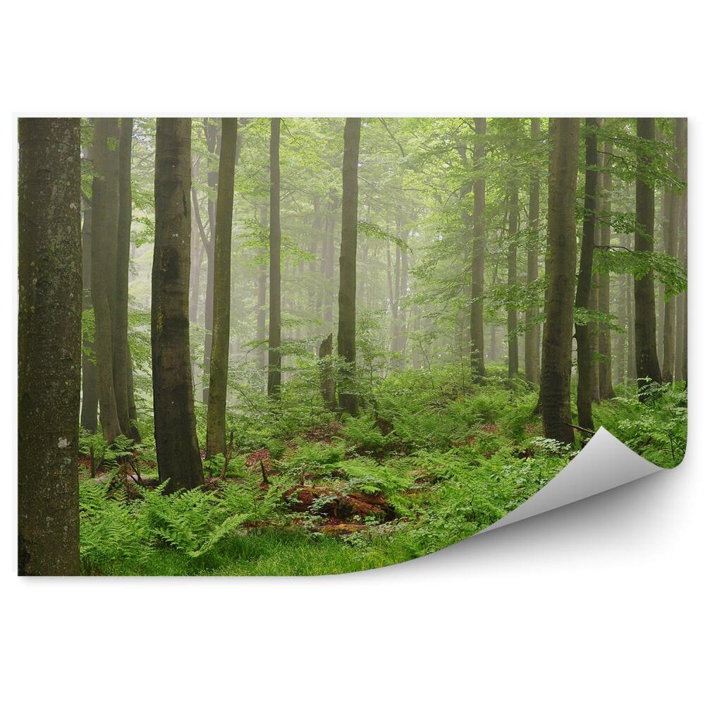 Fototapeta na stenu Zelená lesná hmla