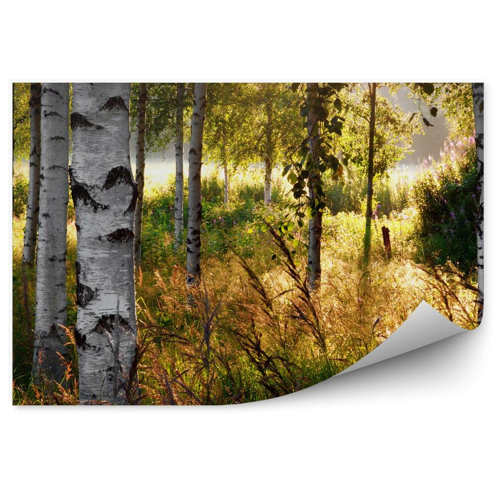 Fototapeta na stenu Jesenný brezový les