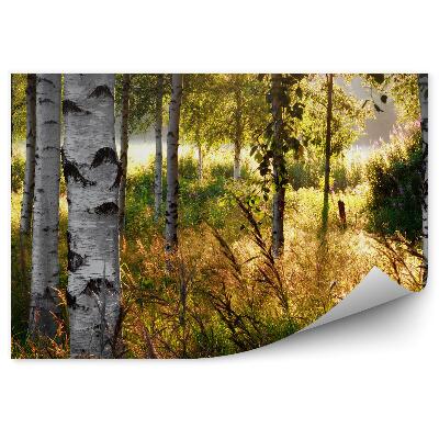 Fototapeta na stenu Jesenný brezový les