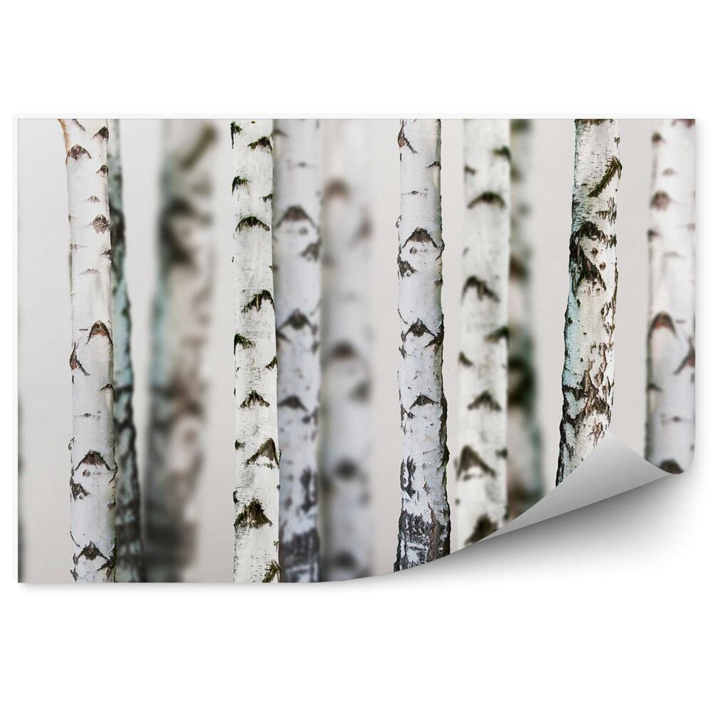 Fototapeta Brezový les