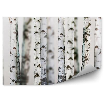 Fototapeta Brezový les