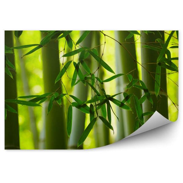 Fototapeta Zelené listy bambusu zblízka stonky