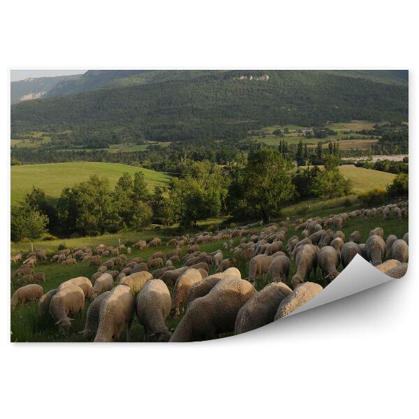 Fototapeta Hory stromy zeleň ovce Provence Francúzsko