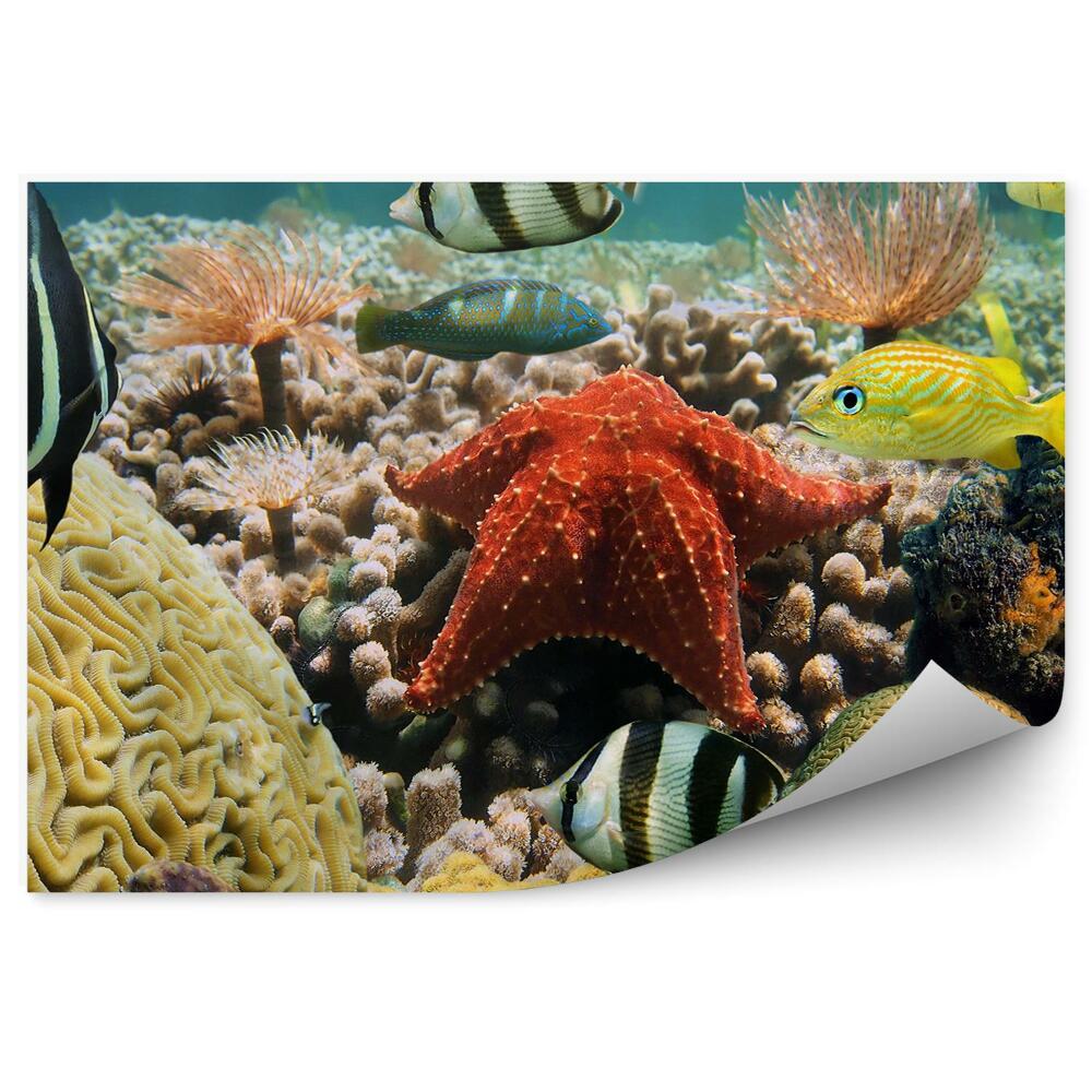 Fototapeta na stenu Farebný morský život pod vodou zblízka