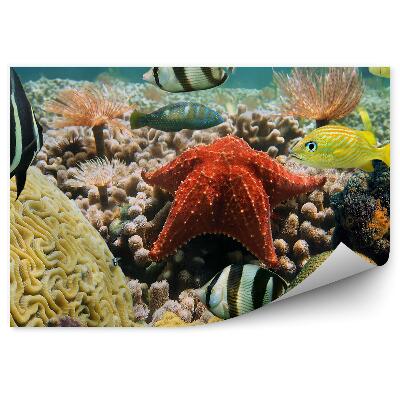 Fototapeta na stenu Farebný morský život pod vodou zblízka