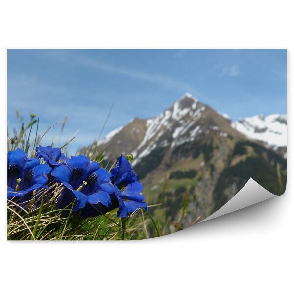Fototapeta na stenu Mont blanc hory zimný sneh tráva kvety nebo alpy