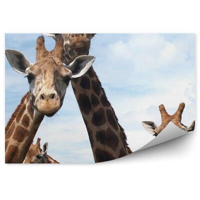 Fototapeta Zvedavé žirafy