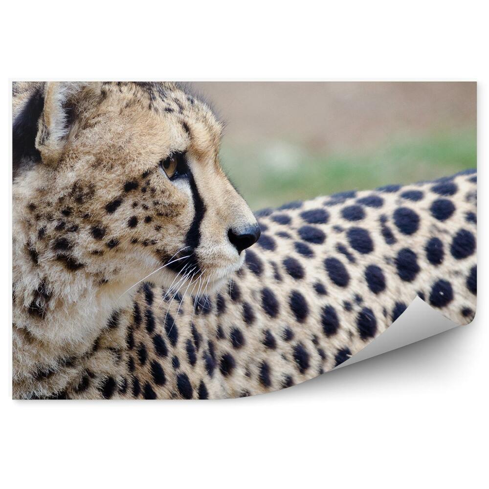 Fototapeta na stenu Gepard, ktorý sa obzerá späť